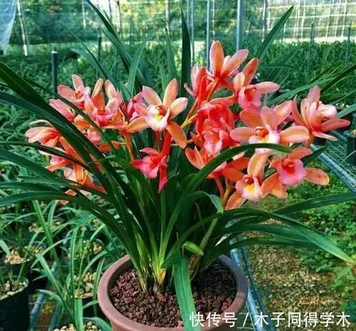 养兰花究竟有多难?听了王姐一番话才知道,原来的养护方法都错了