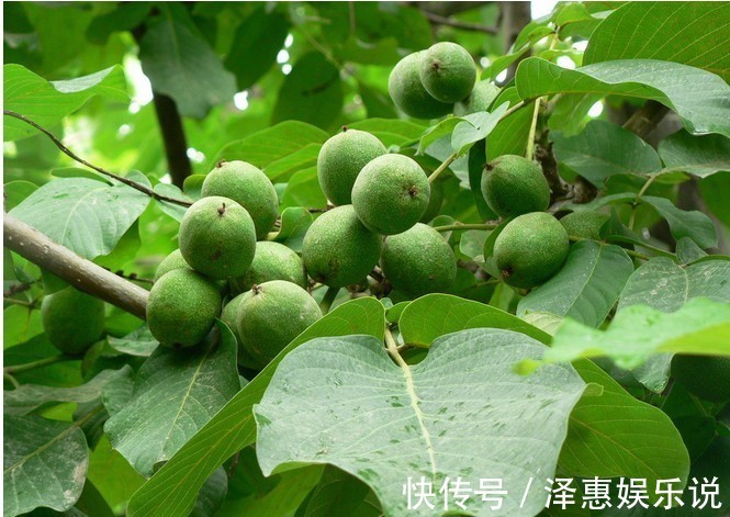 农村|为什么青核桃皮农村老人抢着要听完专家解释，我也想要了