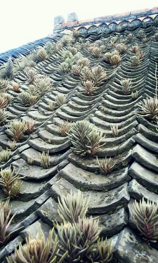 老房子|屋顶上的野草,人称“房神”,别再拔了,是福气!