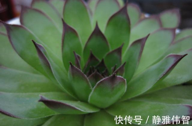 观音莲徒长、叶片下垂怎么办?做好4点有的救,时间久了成老桩