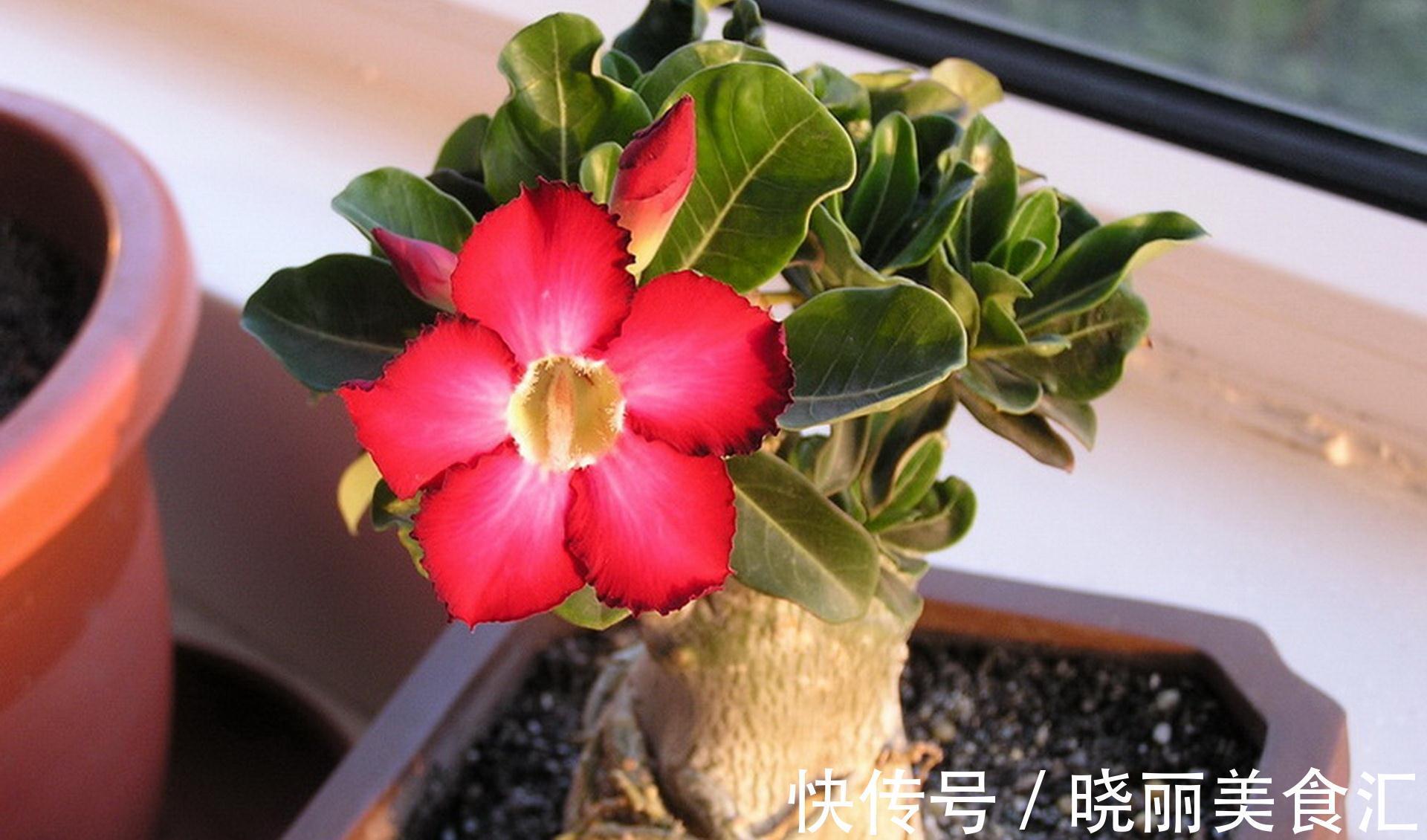 10种花“冷天”长得慢,“穷养”多晒更健壮,不然易烂根,难过冬