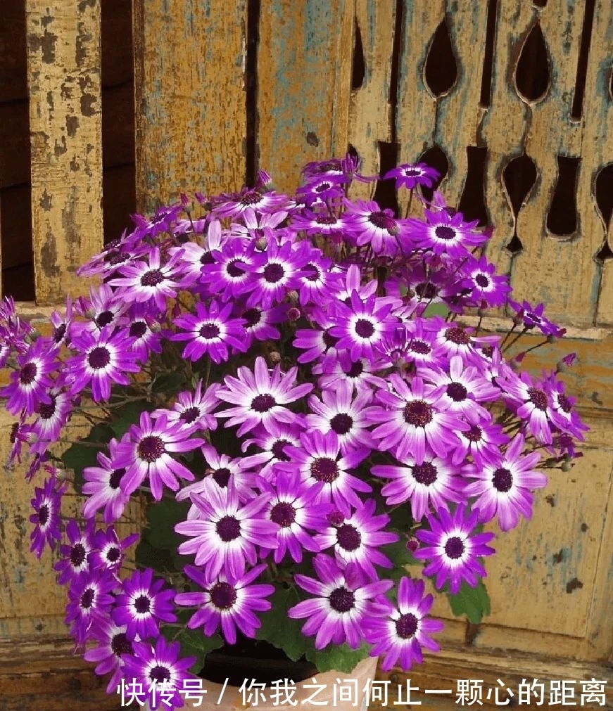 为什么家里的瓜叶菊养一段时间就会枯萎,如何让它开花更久?