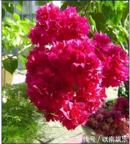 花似叶、叶似花,想多开花就旱着它,这种花太好养!