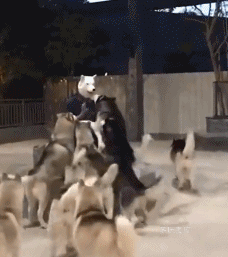 |搞笑GIF: 这要摔傻多少次,才能练成这样的技术呢