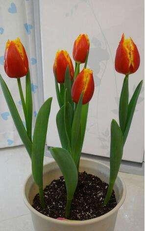 养花|养花这样施肥,事半功倍,啥花都长的倍棒!