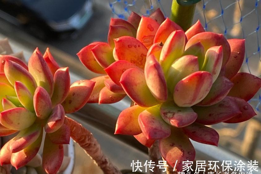 老桩|多肉红稚莲和火焰蒂亚,它们都长得快且一样的红,你养了哪一种?