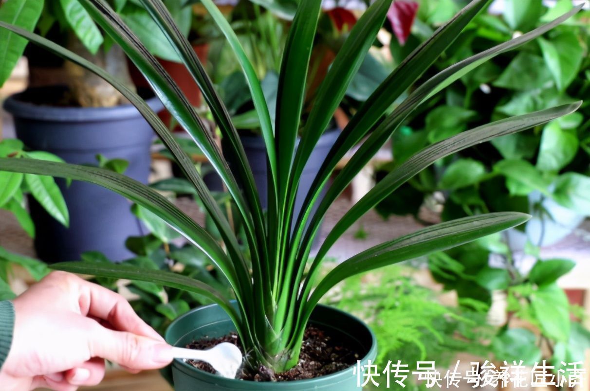 君子兰|想君子兰叶子长得好，施肥是关键，在它生长季节，要补充这两种肥