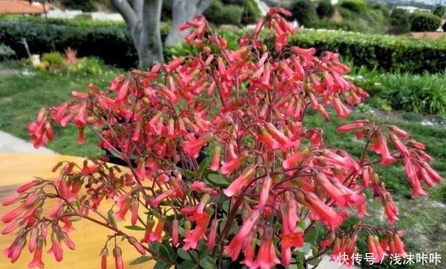 落地生根属的大家庭,品种多,花朵好看!