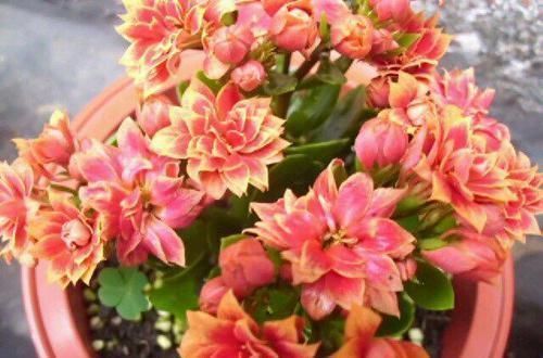 卧室、客厅必养的5种花,甲醛少、空气好,家人身体倍儿健康