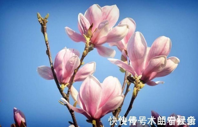 通通风|吸臭强性强的4种花,有洁癖一定要养,效果不仅明显还省事!