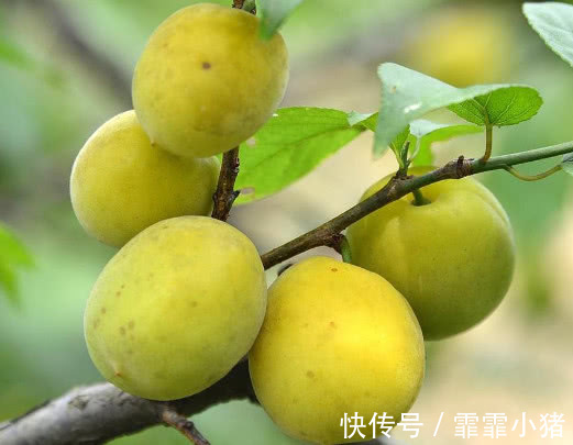 酸梅|子宫肌瘤的“死对头”,女人常吃,有助活血化瘀,子宫温暖健康