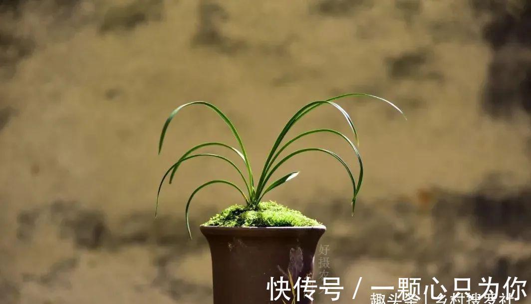 种植单苗兰花,怎样才能快速成活?给它找个伴,春兰和蕙兰都适用