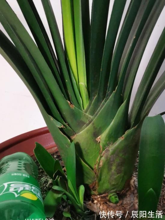 君子兰捏着“硬邦邦”?不是“有喜”了,就是满盆“肉虫子”