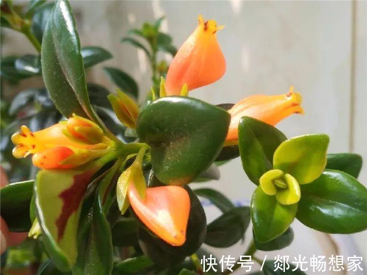 金鱼吊兰这么养,1年四季都能开花,小金鱼噗噗冒!