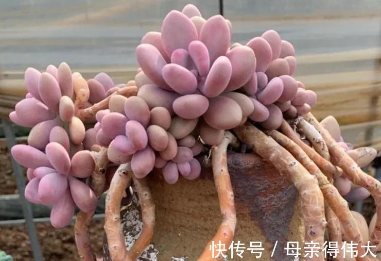 最好养的3种多肉,适合阳台党,上色快又漂亮