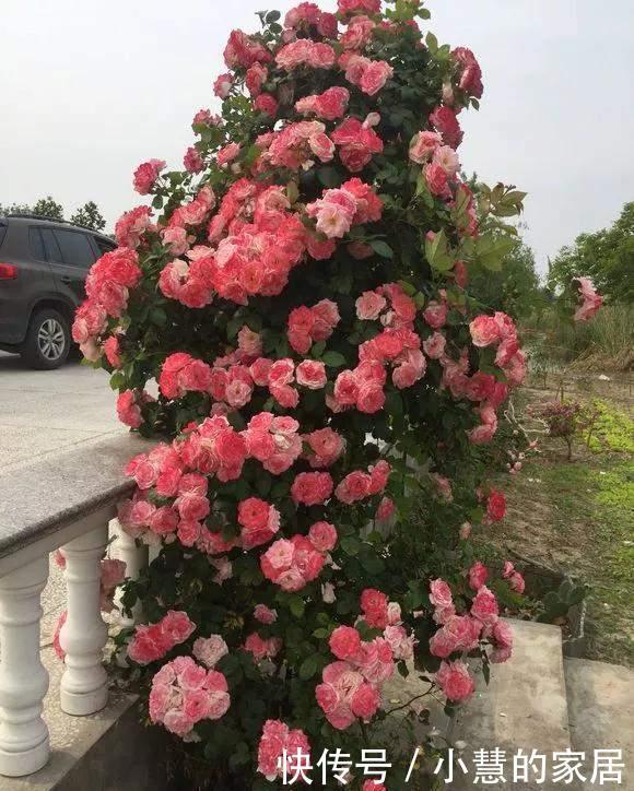 冬天埋点肥,明年花儿多3倍,轻松爆盆!