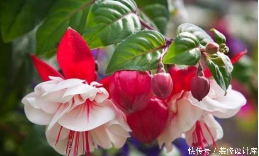 养花盆土易板结,学会3个方法,土壤疏松透气又营养,花卉长得旺