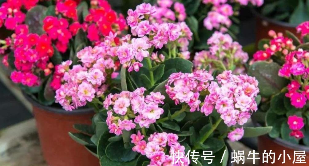 10月养6种漂亮花,小花盆挤一挤,浇水懒一些,越长越旺盛