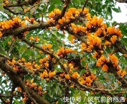 老鹰|它被哈尼族将其称之为''阿茨麻哈能'',傣族则称之为''埋糯比''