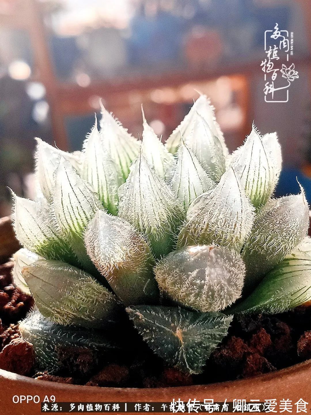 久在晴冬等雪来——北方阳台党的多肉成长历程!