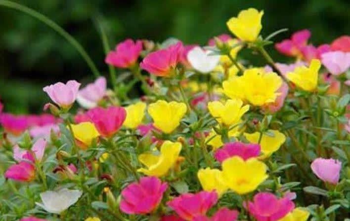 4种花养在家里,一整年都有好运气,浇水就疯长,开花爆盆很容易