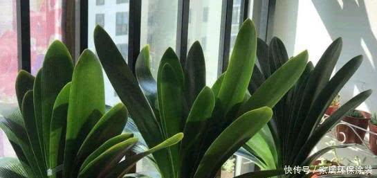 淘米水|什么复合肥、淘米水,都不如1种东西,捡一些丢盆里,养啥花都旺