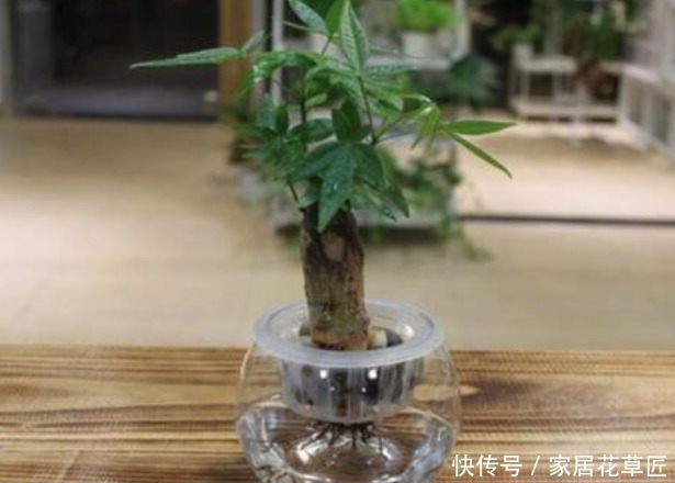 发财树|此3种花,看起来非常难养,但其实只需“1杯水”,就能养爆盆