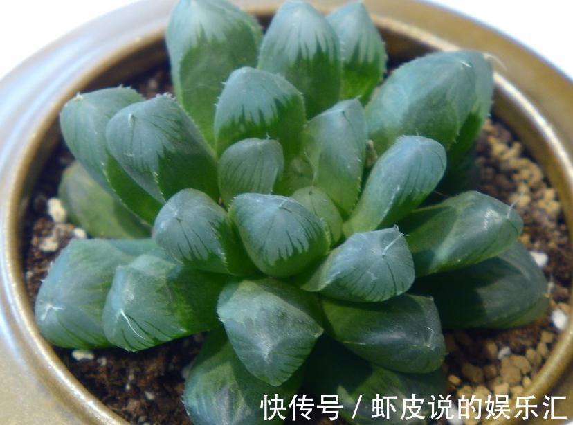 新上盆的多肉植物服盆期如何浇水,多久浇一次水才能快速服盆