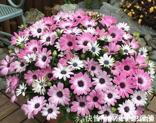 花芽|4种花，要一边长一边掐，越掐枝越多，花量成倍翻，开花密密麻麻！