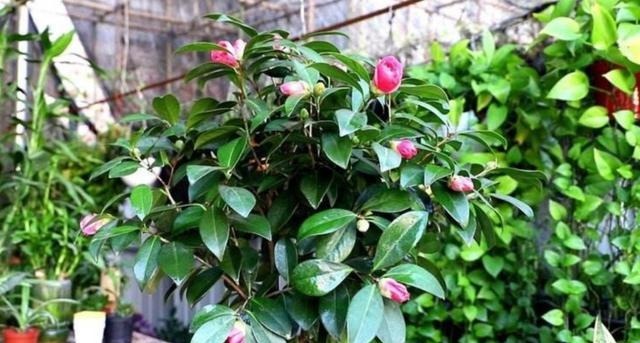 养“茶花盆栽”，“长势”瘦弱不饱满，做好5个方面，枝多花也多