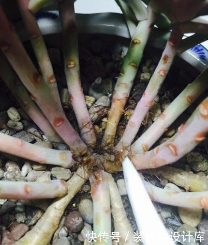 多肉植物换盆别忘了做1件事,15天服盆,侧芽长不停