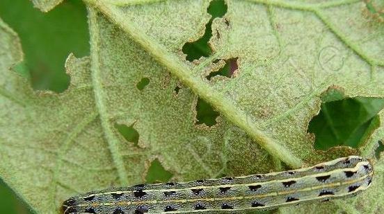 月季叶片被虫啃了怎么办,常见青虫治理方法