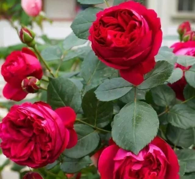 室内养月季,记住3点“技巧”,每隔10天就有新的花苞,花繁叶茂