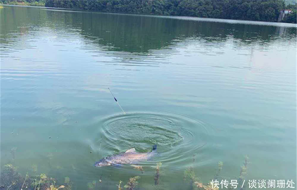 钓鱼技巧:钓鱼要不要放口?把窝中鱼钓光,还是养一养?你怎么看