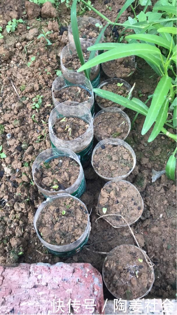花花|土里加点酸酸水,盆土软得像发糕,养花透气不烂根
