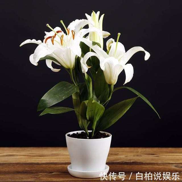 这几种花比香水还要香,把它栽在阳台,香味会让你心旷神怡