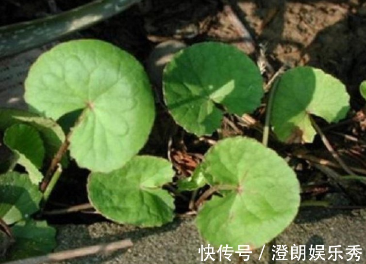 养身|农村此药草号称解毒王,被很多人当是野草,男女老少滋补养身