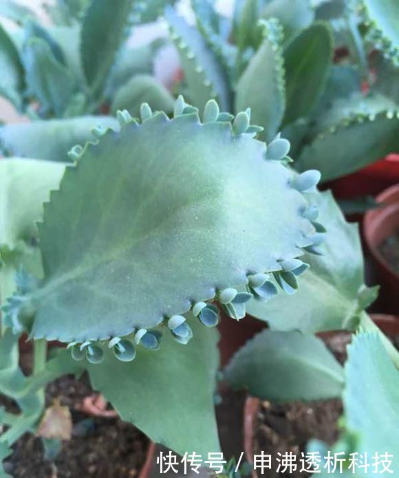 很好养的 不死鸟 能养死算你能耐大 落地就生根 爆盆太简单 快资讯 很好养的 不死鸟 能养死算你能耐大 落地就生根 爆盆太简单 快资讯