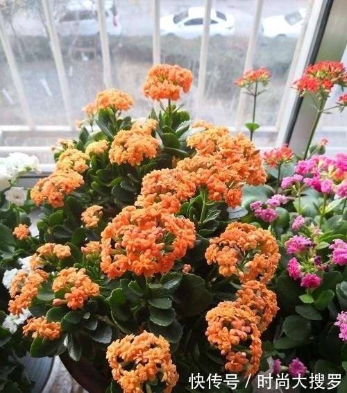 养长寿花,用这法,1年就能成老桩,开满五色花,独特又吉祥