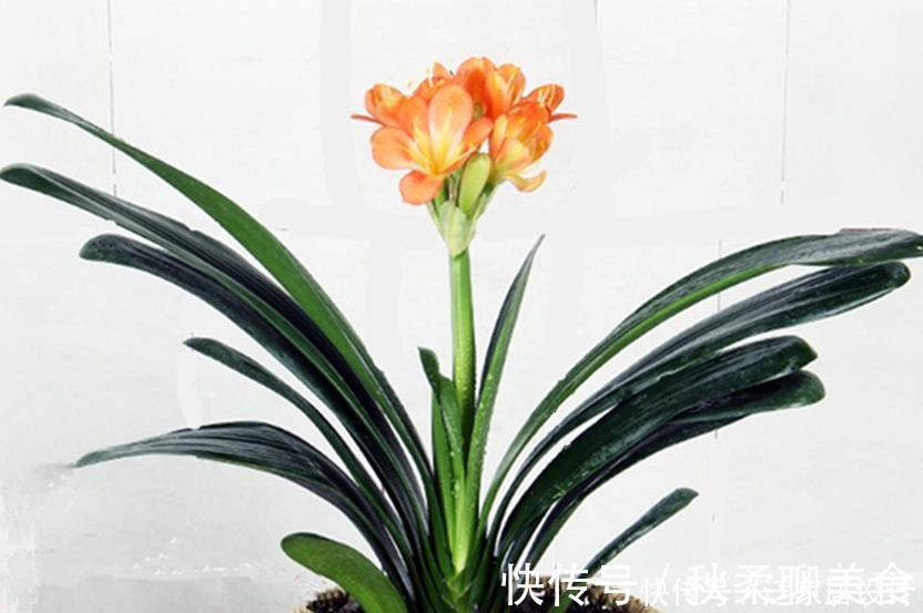 养君子兰、兰花和蟹爪兰不用别肥,就用两种,实实在在的好