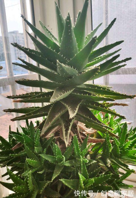 虎皮兰|谁说养花浪费钱?学会这3个小妙招,养花很省钱