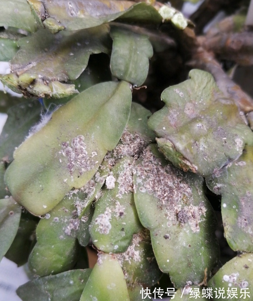 植株|夏天养蟹爪兰，“3点”做不好，黄叶、耷拉、介壳虫，活不到秋天