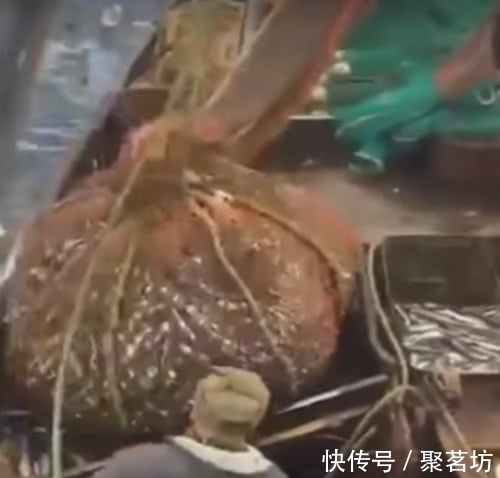 渔民误以为是大丰收,松开渔网之后,大家都表示要跳船