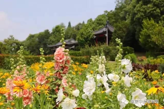 宿根花卉大全