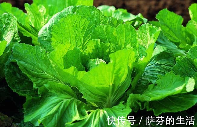 荠菜|农村此几种野菜，有钱人当成宝，恨不得天天吃，营养不输冬虫夏草