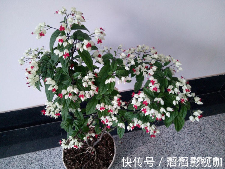 月季|优良月季”瑞典女王“,清秀淡雅,惹人喜爱,堪称是养花必备