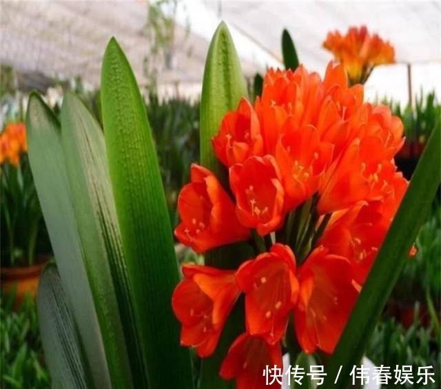 新手养“君子兰”,浇水记住“1句话”,烂根、空根巧避免!