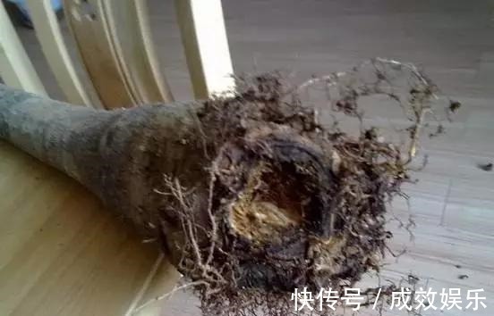 盆栽养花发财树这样养,再也不烂根,开花结果黑油亮