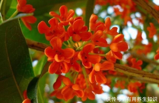 “这种树”养阳台,秋季就能开花,比香水还香,放哪都是一道风景!