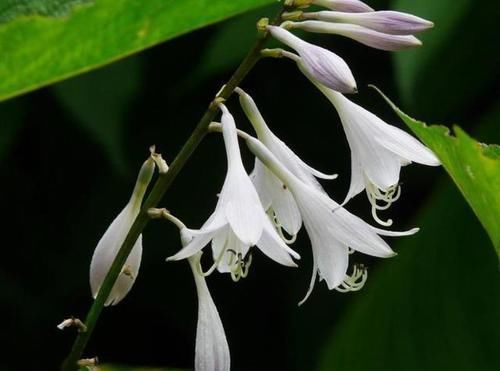 4种耐寒花,零下5度都冻不死,冬季不用搬到室内